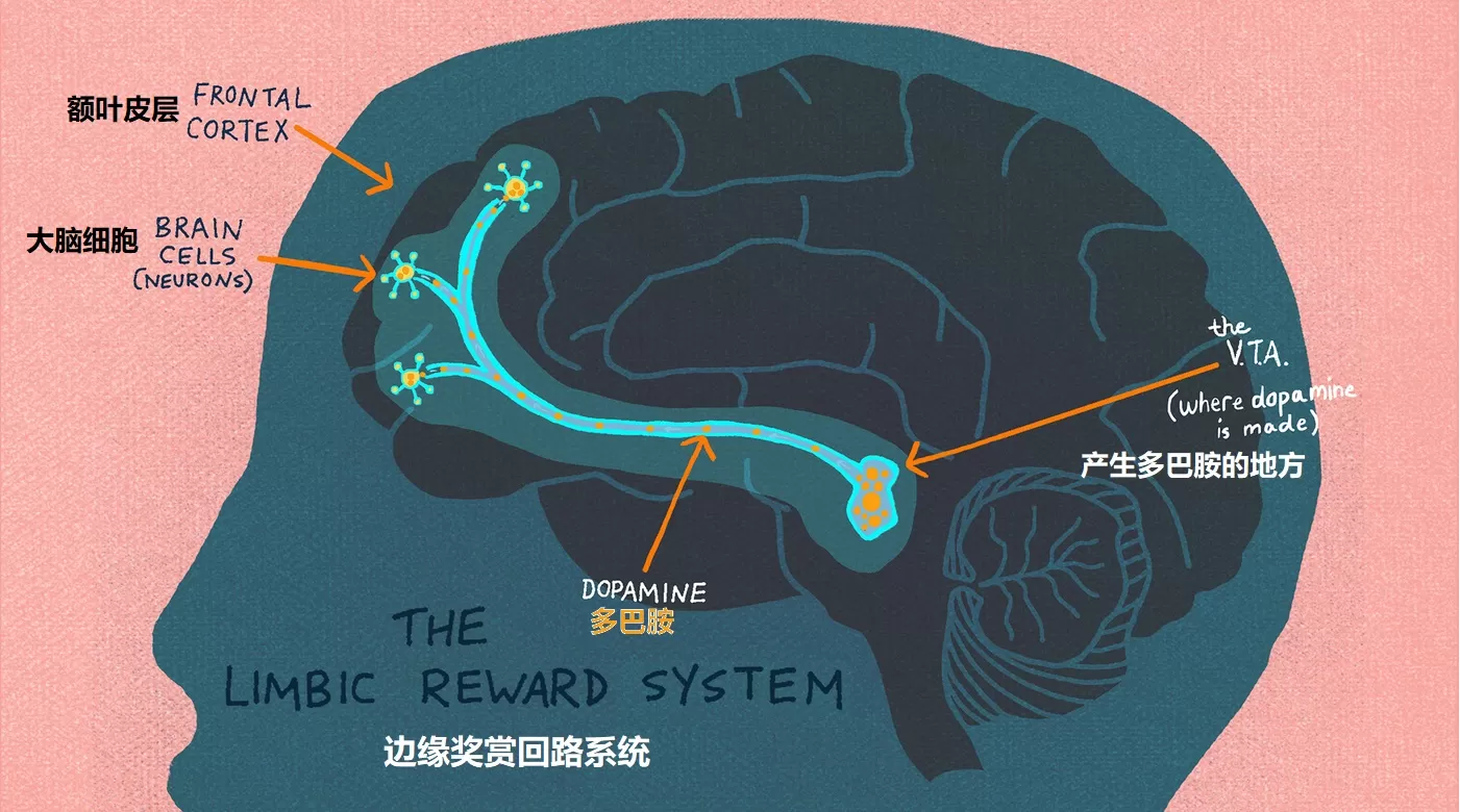大脑奖励回路